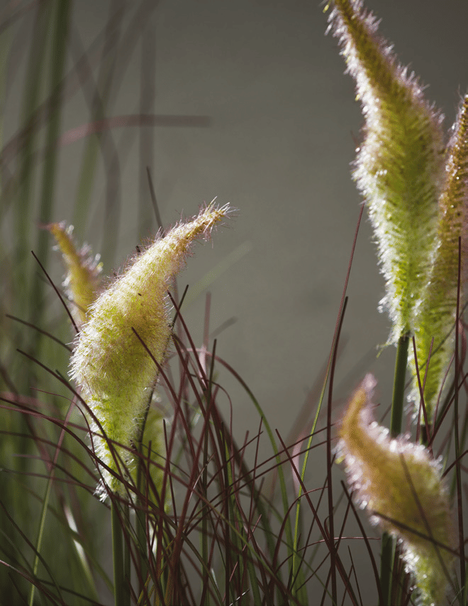 Овсяница EDG Enzo De Gasperi Арт.2300217A771