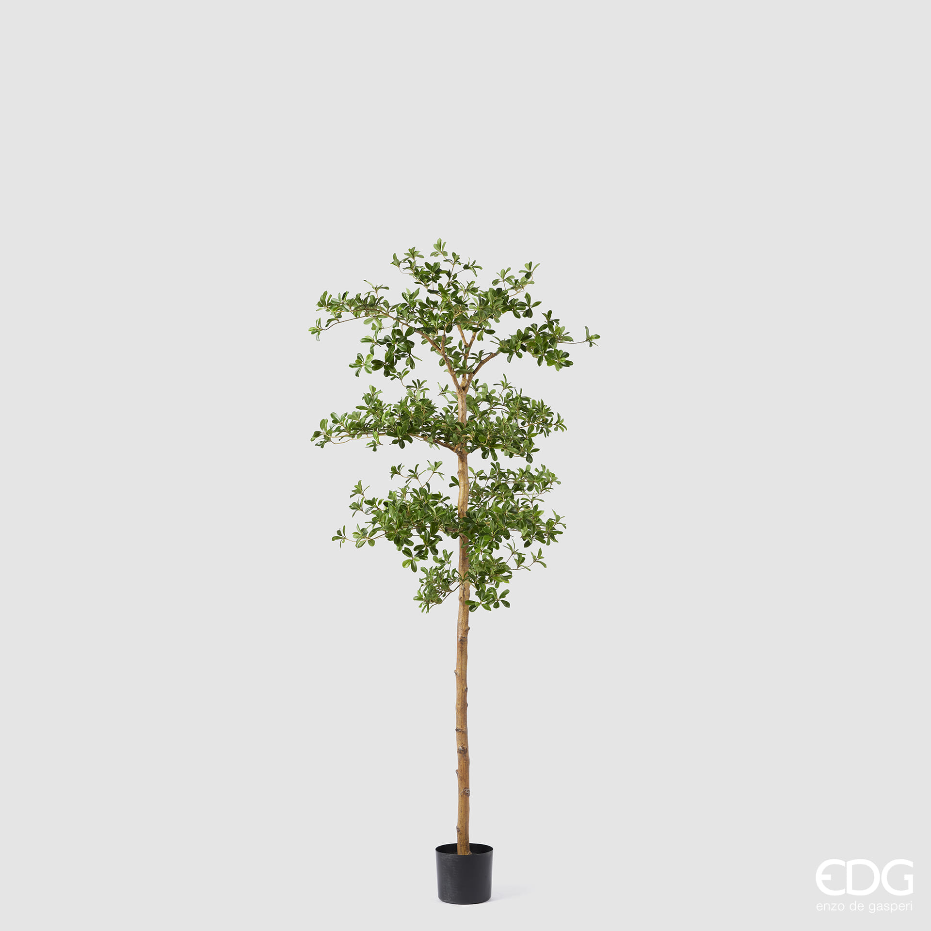 Буцида Буцерас EDG Enzo De Gasperi Арт.2300223A700