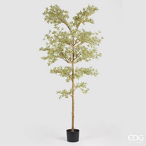Буцида Буцерас EDG Enzo De Gasperi Арт.2300225A270