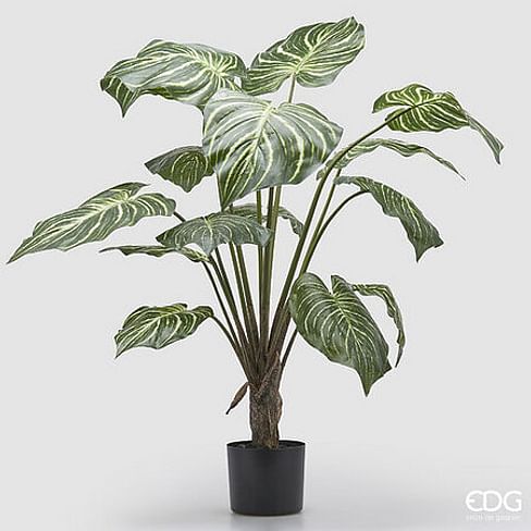 Калатея EDG Enzo De Gasperi Арт.2300241A170
