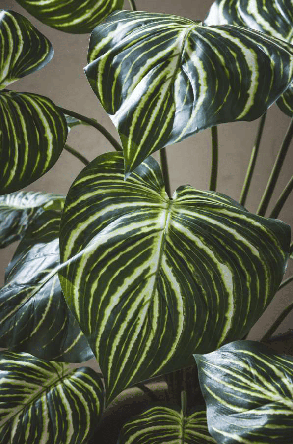 Калатея EDG Enzo De Gasperi Арт.2300241A170