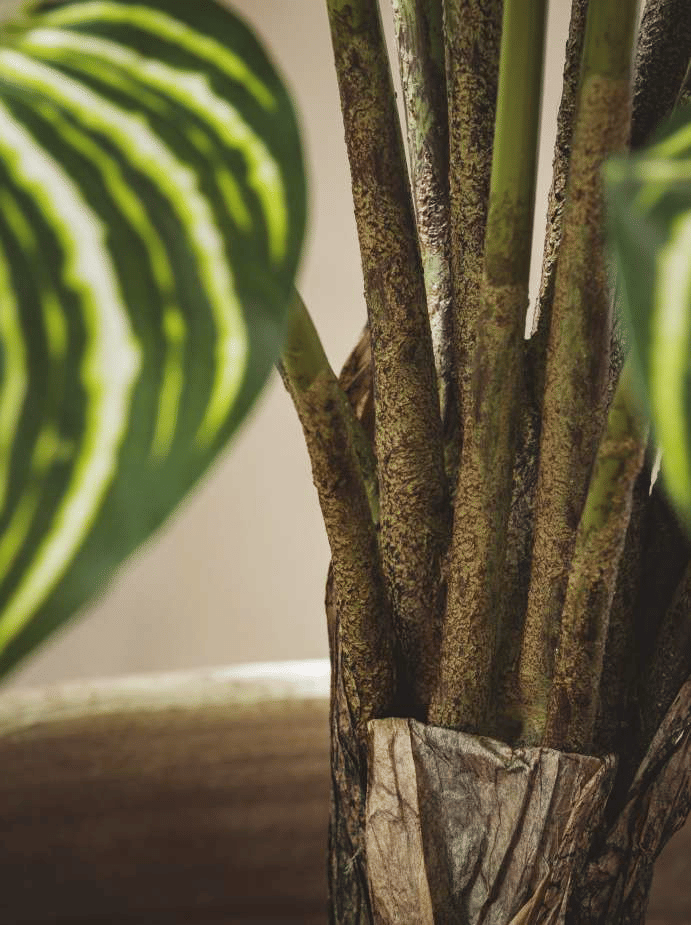 Калатея EDG Enzo De Gasperi Арт.2300241A170