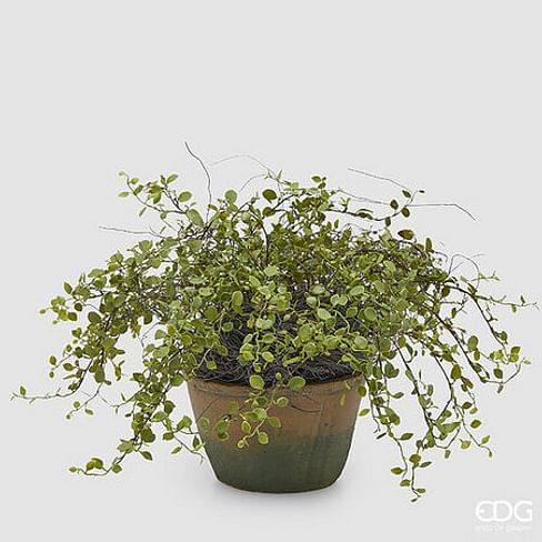 Мюленбекия EDG Enzo De Gasperi Арт.2300243A700