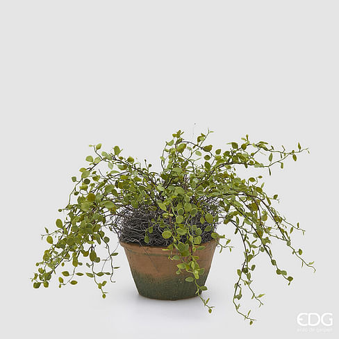 Мюленбекия EDG Enzo De Gasperi Арт.2300244A700