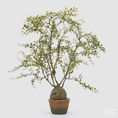Мюленбекия EDG Enzo De Gasperi Арт.2300246A700