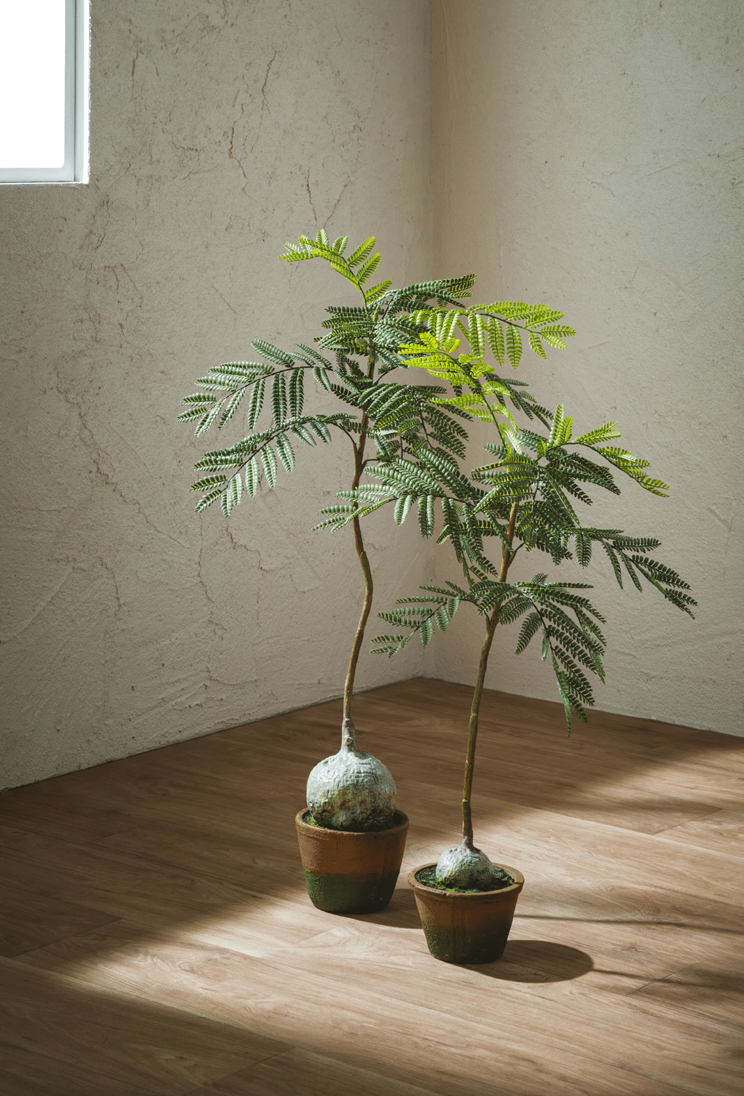 Жакаранда EDG Enzo De Gasperi Арт.2300247A700