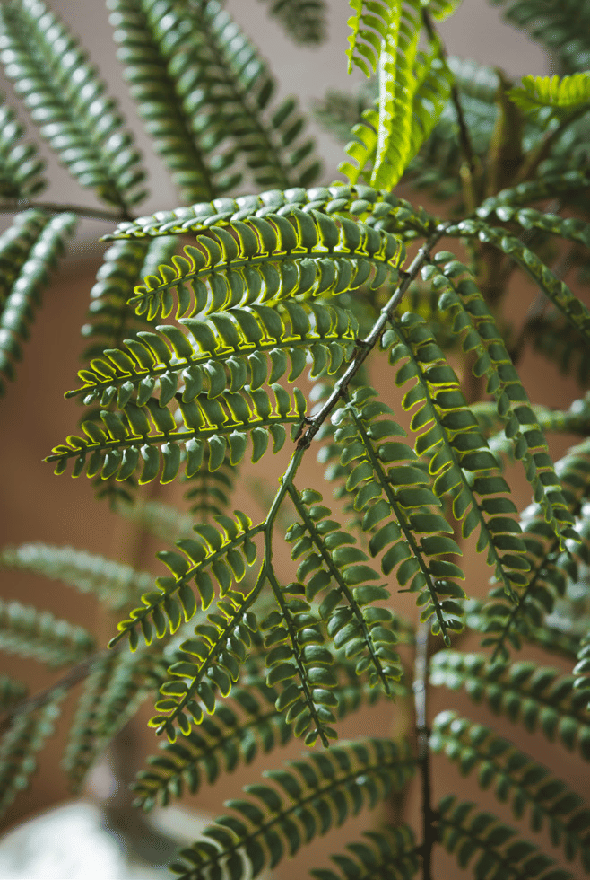 Жакаранда EDG Enzo De Gasperi Арт.2300247A700