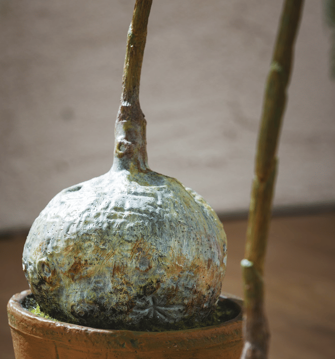 Жакаранда EDG Enzo De Gasperi Арт.2300247A700