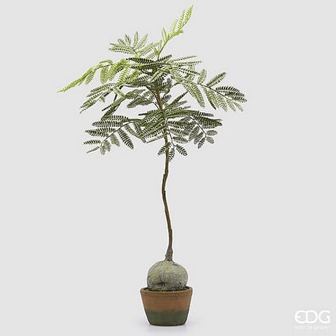 Жакаранда EDG Enzo De Gasperi Арт.2300248A700