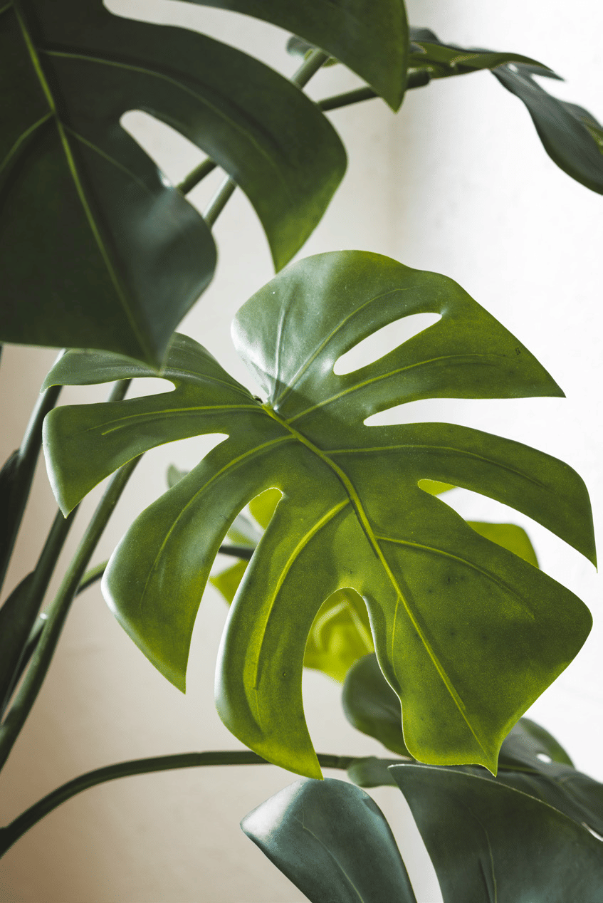 Монстера EDG Enzo De Gasperi Арт.2300258A700