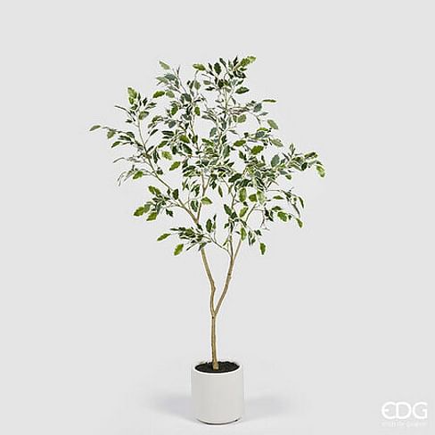Фикус EDG Enzo De Gasperi Арт.2300259A170