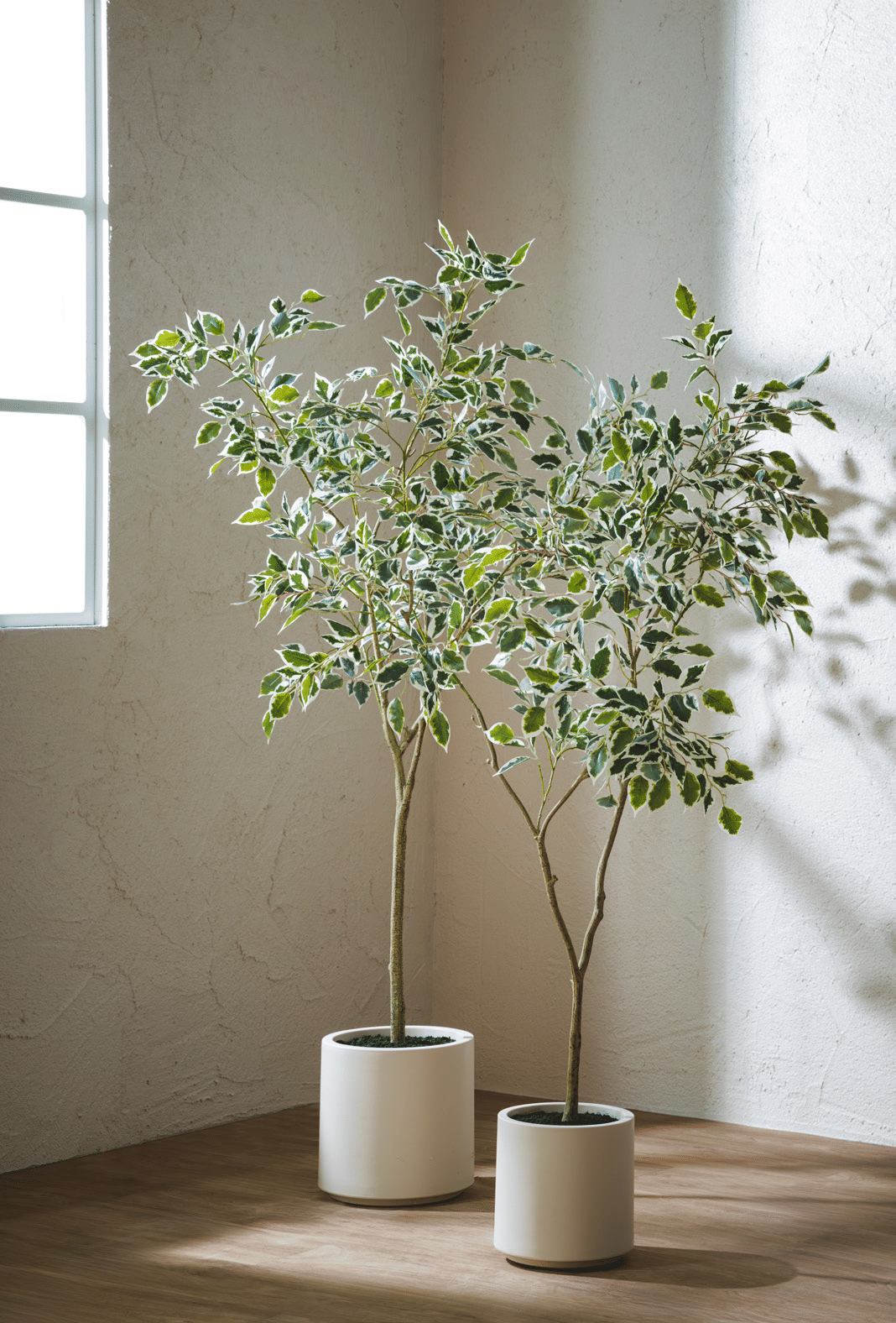 Фикус EDG Enzo De Gasperi Арт.2300260A170