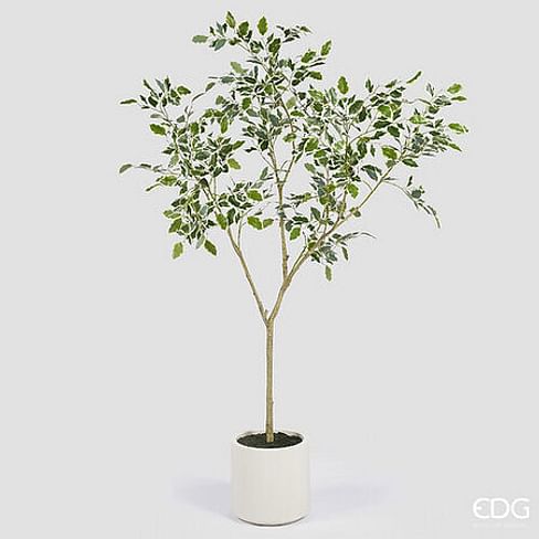 Фикус EDG Enzo De Gasperi Арт.2300260A170