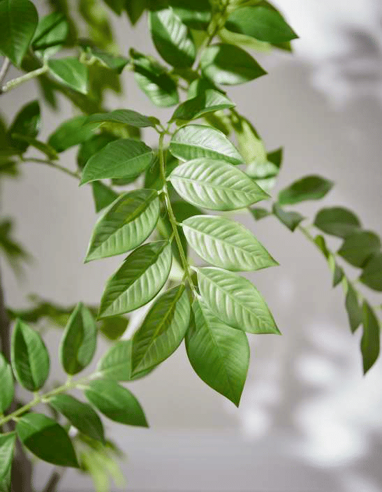 Дальбергия EDG Enzo De Gasperi Арт.2300261A700