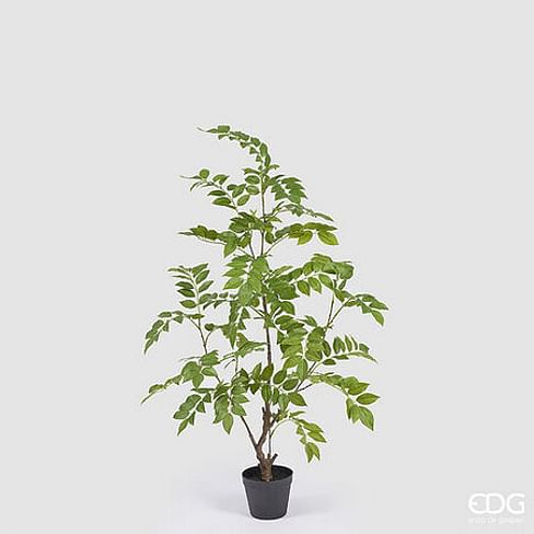 Дальбергия EDG Enzo De Gasperi Арт.2300261A700