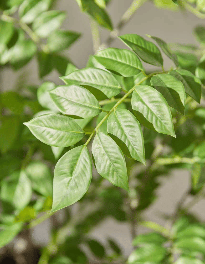 Дальбергия EDG Enzo De Gasperi Арт.2300261A700