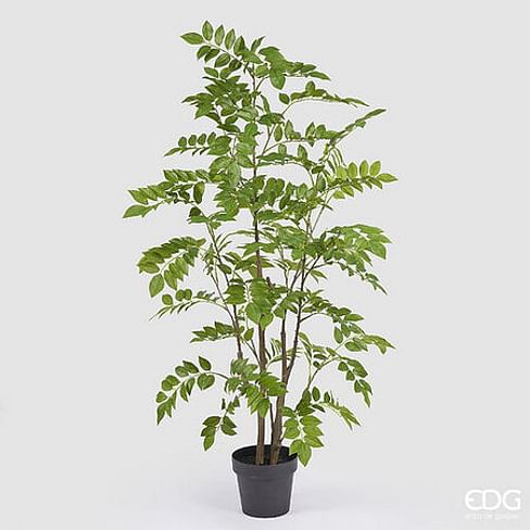 Дальбергия EDG Enzo De Gasperi Арт.2300262A700