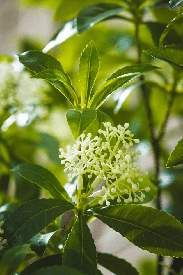 Вибурнум EDG Enzo De Gasperi Арт.2300263A170