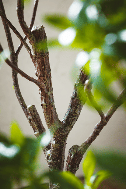 Вибурнум EDG Enzo De Gasperi Арт.2300263A170