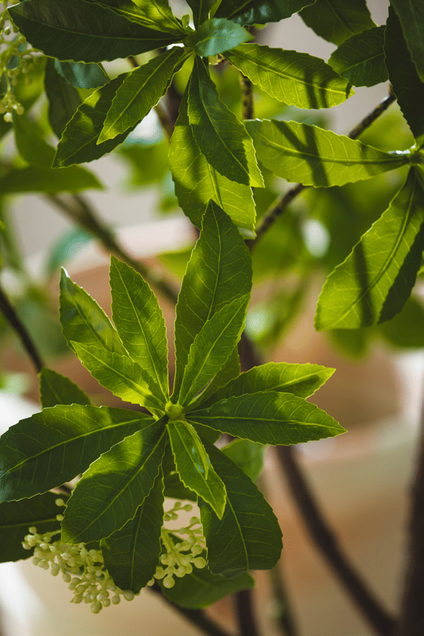 Вибурнум EDG Enzo De Gasperi Арт.2300263A170