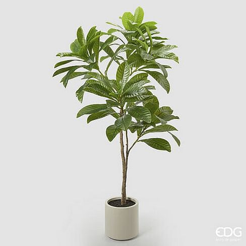 Камелия EDG Enzo De Gasperi Арт.2300267A170