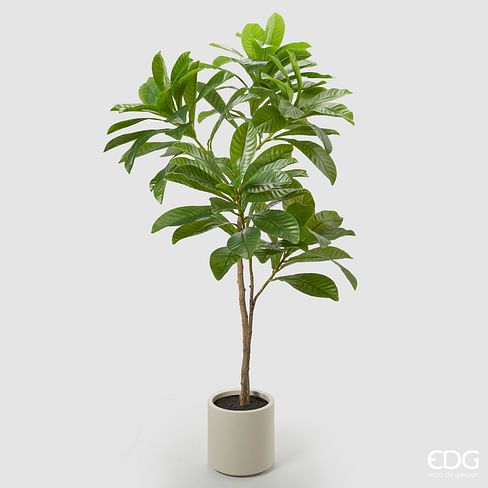 Элеокарпус EDG Enzo De Gasperi Арт.2300267A170
