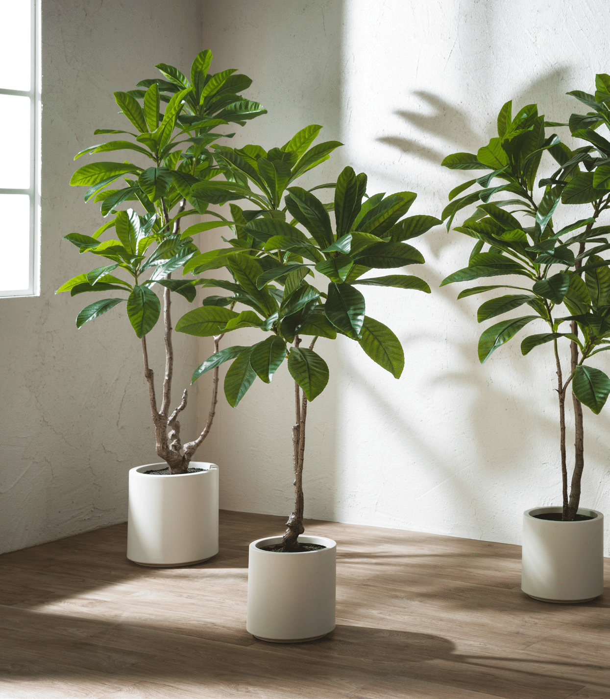 Камелия EDG Enzo De Gasperi Арт.2300268A170