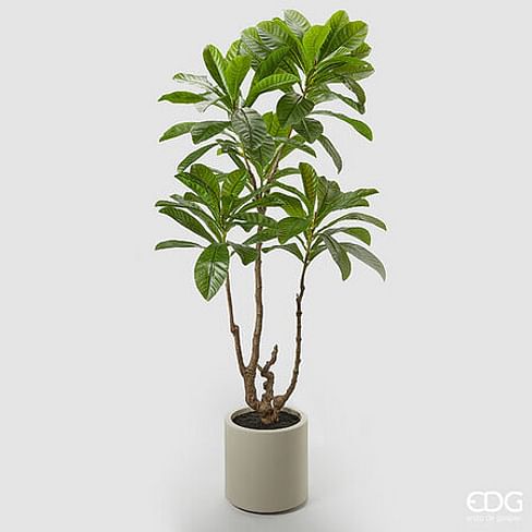 Камелия EDG Enzo De Gasperi Арт.2300269A170