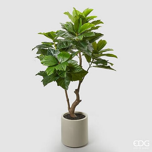 Фикус Сикомор EDG Enzo De Gasperi Арт.2300271A170
