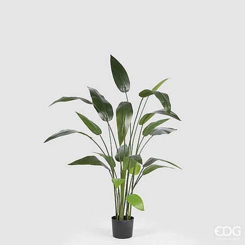 Стрелиция EDG Enzo De Gasperi Арт.2300272A700