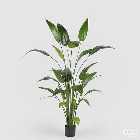 Стрелиция EDG Enzo De Gasperi Арт.2300273A700