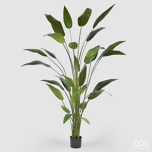 Стрелиция EDG Enzo De Gasperi Арт.2300274A700