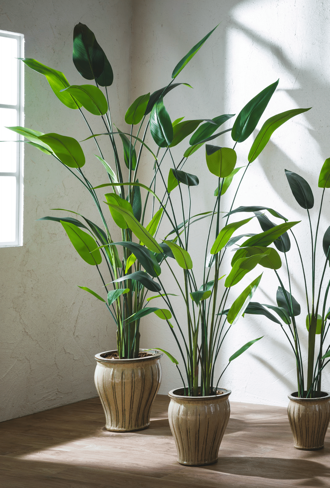 Стрелиция EDG Enzo De Gasperi Арт.2300274A700