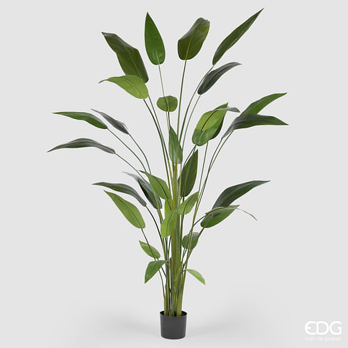 Стрелиция EDG Enzo De Gasperi Арт.2300274A700