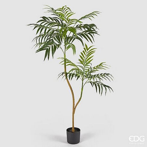 Пальма Арека EDG Enzo De Gasperi Арт.2300285A700