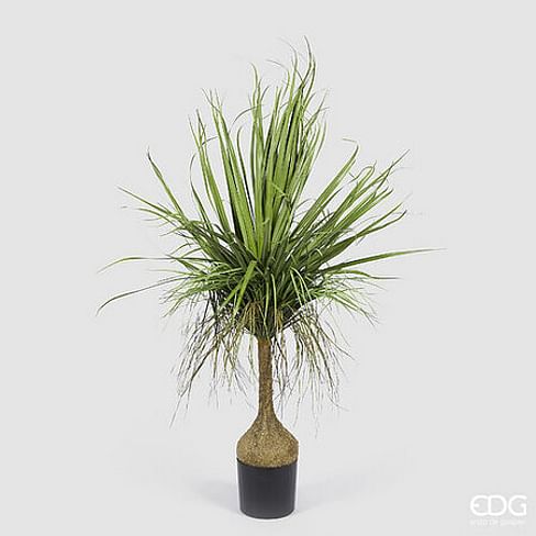 Бокарнея EDG Enzo De Gasperi Арт.2300293A700