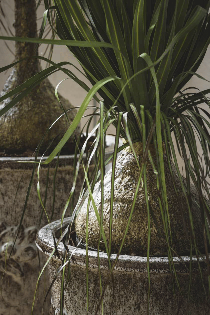 Бокарнея EDG Enzo De Gasperi Арт.2300293A700