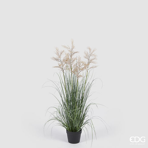 Овсяница EDG Enzo De Gasperi Арт.2300295A772