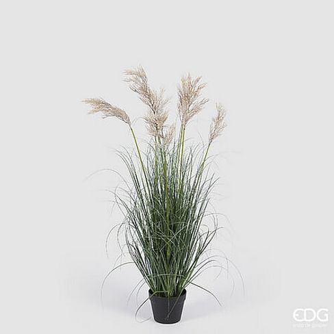 Овсяница EDG Enzo De Gasperi Арт.2300296A772