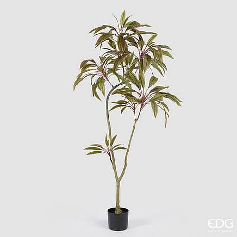 Драцена EDG Enzo De Gasperi Арт.2300299A774