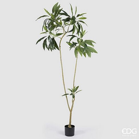 Драцена EDG Enzo De Gasperi Арт.2300300A700