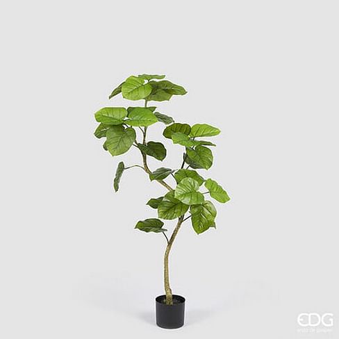 Фикус Зонтичный EDG Enzo De Gasperi Арт.2300301A700