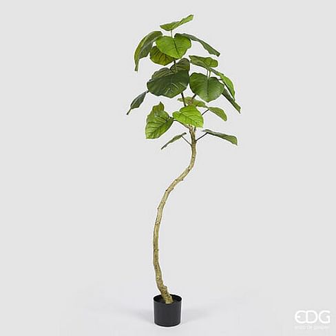 Фикус Зонтичный EDG Enzo De Gasperi Арт.2300302A700
