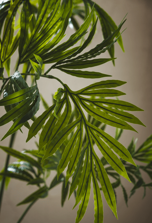 Дриоптерис EDG Enzo De Gasperi Арт.2300304A700