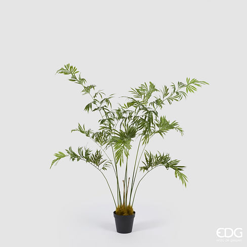 Дриоптерис EDG Enzo De Gasperi Арт.2300304A700