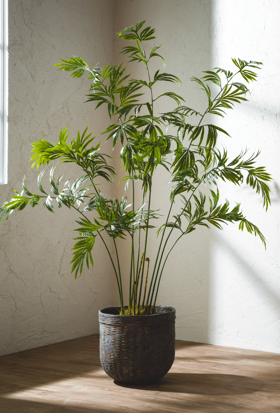 Дриоптерис EDG Enzo De Gasperi Арт.2300304A700