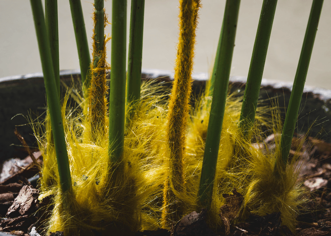 Дриоптерис EDG Enzo De Gasperi Арт.2300304A700