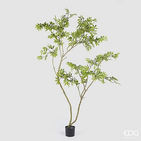 Глирицидия EDG Enzo De Gasperi Арт.2300306A771