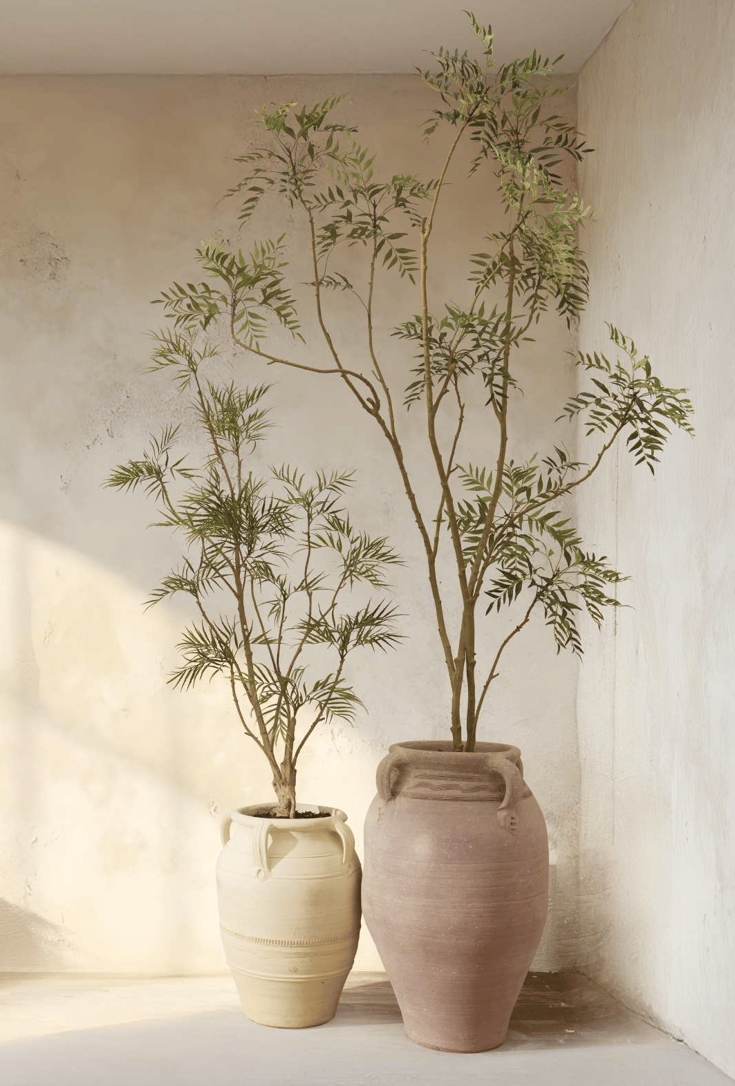 Магония Форчуна EDG Enzo De Gasperi Арт.2300307A700