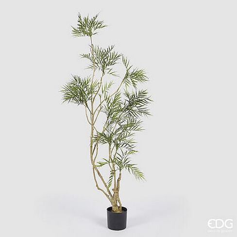 Магония Форчуна EDG Enzo De Gasperi Арт.2300307A700